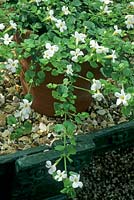 Sutera cordata in a pot on a gravel bed on a metal greenhouse bench