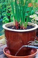 Watering Cyparus Papyrus plant growing in a pot, directing spout of watering can to the saucer under pot 