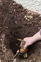 Planting a Crinum x powellii bulb in a hole in border soil