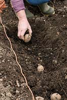 Planting second early Potatoes in the ground, spacing out sprouted tubers into the base of trench 30cm apart