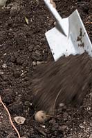Planting second early Potatoes, covering planted tubers with soil from trench using a spade