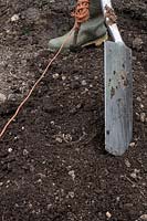 Planting second early Potatoes, creating a ridge over the trench of planted tubers by covering with 13cm of soil with a spade