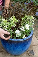 Planting up a blue ceramic container using Uncinia 'Rubra', Artemesia 'Oriental Limelight' and Viola - Pansy