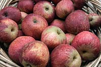 Malus domestica 'Kingston Black' - Apple - picked fruit in a basket