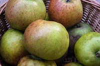Malus domestica 'Annie Elizabeth' - Apple - picked fruit in a basket