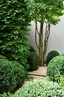 Multi-stemmed Acer campestre grows in corner of garden with and clipped Buxus mounds. 