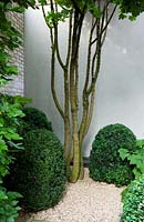 Multi-stemmed Acer campestre in walled corner of garden with and clipped Buxus - Box -  mounds around, all in gravel bed 