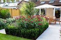 White stone patio in West London garden with wood table, chairs and parasol in background - Planting includes Euonymus Jean Hughes, Monarda Fire Ball, Acer palmatum, Helenium Moerheim Beauty.