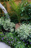 Border in West London garden - featuring Geranium Azure Rush,  Cornus alba Sibirica Variegata, Phoenix plam.