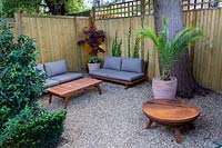 Lower gravel covered patio area in West London garden, with sofas and fire pit - planting includes Prunus lusitancia Angustifolia, Euphorbia wallichii, Phoenix palm in terracotta pot, Acer palmatum purpurea in container by sofa.