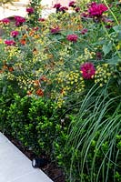 Central border in West London garden - featuring Monarda Fire Ball, Foeniculum vulgare Purpureum, Helenium Moerheim Beauty,