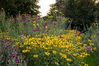 Pink and yellow flowering perennials in naturalistic planting scheme. 