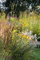 Naturalistic border with late-summer flowering perennials. 