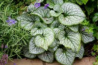 Contemporary garden in West London Planting includes Brunnera macrophylla Jack Frost, Lavendula angustifolia Hidcote