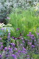 Flowering perennial border with Erysimum - Perennial Wallflower,  Melianthus major - Honey Flower, Cirsium rivulare 'Atropurpureum' - Plume Thistle and Foeniculum vulgare - Fennel 