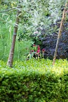 View across clipped Buxus - Box -hedging to  Cirsium rivulare 'Atropurpureum' - Plume Thistle, Foeniculum vulgare - Fennel and Sambucus nigra - Black-leaved Elder  