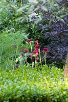 View across clipped Buxus - Box - hedging to Cirsium rivulare 'Atropurpureum' - Plume Thistle, Foeniculum vulgare - Fennel and Sambucus nigra 'Black Lace' - Elder  