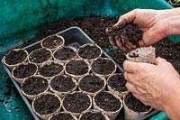 Sowing Calendula - Pot Marigold - in fibre pots filled with just-moist potting compost, seed tray used to support pots
