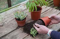 Cuttings tipped out of pot to show the homemade cuttings compost - 50:50 peat-free multi-purpose compost and potting grit