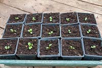 Pricking out seedlings of Pansy 'Rococca mixed' individully into small plastic pots