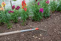 Using a soil rake to create a friable surface prior to sowing seed outdoors into a bed 