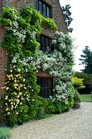 Flowering climbing Rosa Rambling Rector and Wisteria growing against house. Hindringham Hall, Norfolk, UK