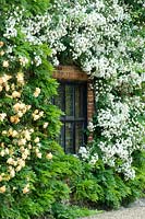 Flowering climbing Rosa - Rose and Wisteria growing against house. Hindringham Hall, Norfolk, UK