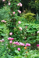 Rosa - pink rose climbing up wooden pole, underplanted with pink Paeonia - Peony by river. 