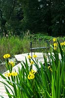 Iris pseudacorus - Yellow Iris - growing by wooden walkway and water. 