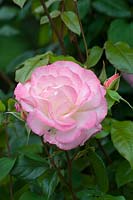 Rosa - Rose - unknown variety 