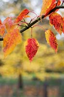 Acer 'Capillipes' - Red snake-bark maple leaves in autumn