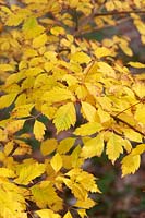 Acer cissifolium - Ivy-leaved maple foliage in autumn