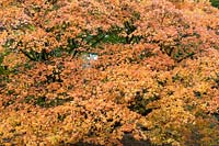 Acer palmatum subsp. 'Amoenum' - Japanese Maple  'Amoenum' leaves in autumn