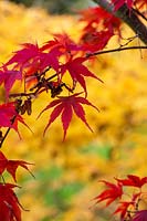Acer palmatum subsp. 'Momiji gawa' - Japanese Maple 'Momiji gawa' leaves in autumn