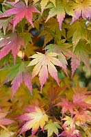 Acer palmatum 'Orange dream' - Japanese Maple 'Orange dream' leaves in autumn