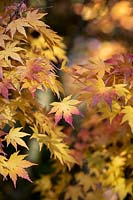 Acer palmatum 'Orange dream' - Japanese Maple 'Orange dream' leaves in autumn