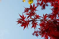 Acer palmatum 'Skeeters broom' - Japanese Maple 'Skeeters broom'leaves in autumn