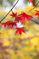 Acer palmatum ssp. 'Matsumurae' -  Japanese Maple 'Matsumurae' foliage in autumn