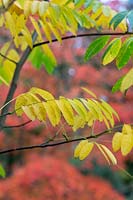 Cladrastis delavayi - Chinese yellowwood leaves in autumn