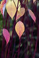 Cornus alba 'Sibirica Ruby' - Siberian Dogwood foliage and stems in autumn