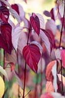 Cornus alba 'Sibirica Ruby' - Siberian Dogwood foliage and stems in autumn