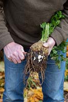 Apium graveolens - Gardener cutting roots off a picked celeriac