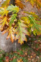 Quercus rubra - Red Oak 