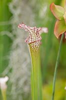 Sarracenia leucophylla - Pitcher Plant