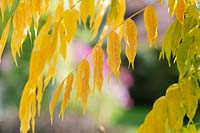 Wisteria floribunda - Japanese Wisteria foliage 