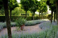 Double borders of Nepeta - Catmint - under avenue of Robinia, opens out into gravel area with planted container, hedges beyond

