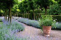 Double border of Nepeta - Catmint - under avenue of Robinia, gravel area with planted pot 