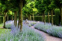 Double border of Nepeta - Catmint - under avenue of Robinia 