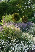 View over flowering, herbaceous border with topiary