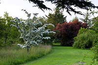 Meadow with white flowering Cornus - Flowering Dogwood - next to mown grass path with shrubs